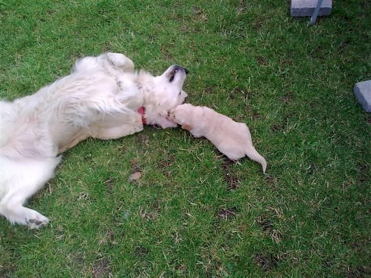 Golden retriever Mille R.I.P <3 billede 8