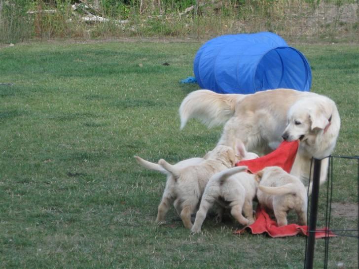 Golden retriever Mille R.I.P <3 billede 9