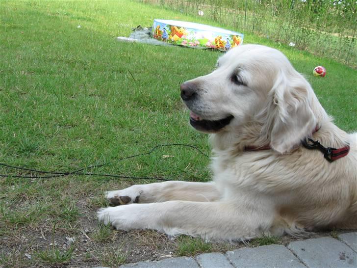 Golden retriever Mille R.I.P <3 billede 10