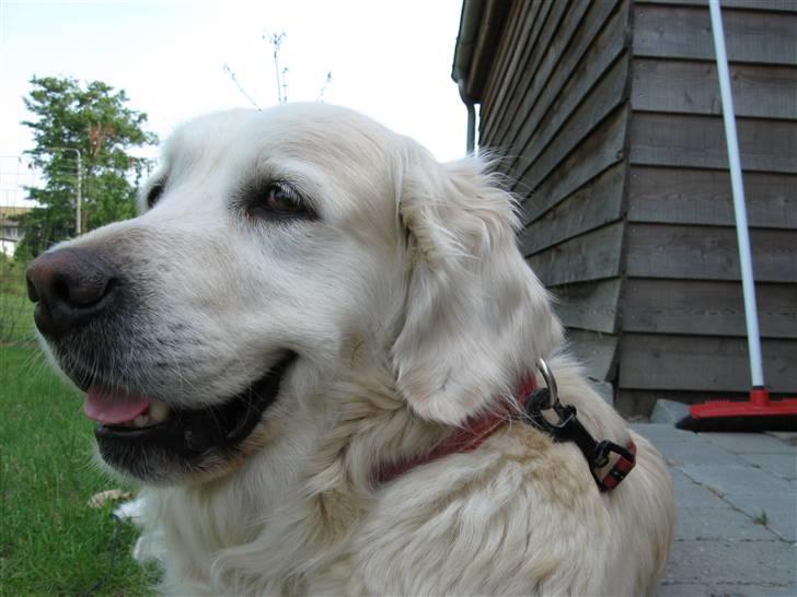 Golden retriever Mille R.I.P <3 billede 11