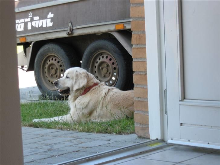 Golden retriever Mille R.I.P <3 billede 12