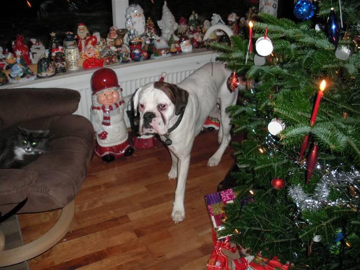 Boxer Laban  billede 20