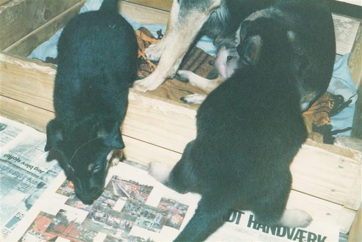 Schæferhund Kiki <3 <3 R.I.P. - Min bror med 2 af hvalpene billede 7