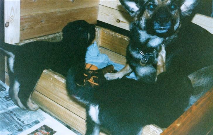 Schæferhund Kiki <3 <3 R.I.P. - Kiki med hendes hvalpe billede 9