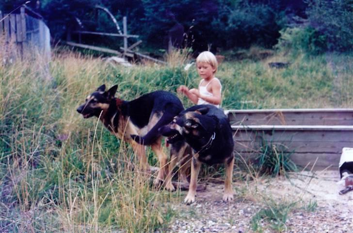 Schæferhund Kiki <3 <3 R.I.P. - Parring med Hanni... billede 10