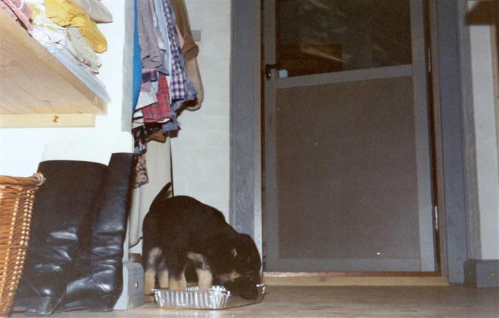 Schæferhund Kiki <3 <3 R.I.P. billede 11