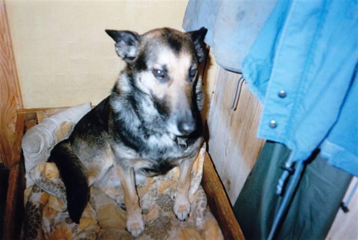 Schæferhund Kiki <3 <3 R.I.P. - En ældre dame billede 14