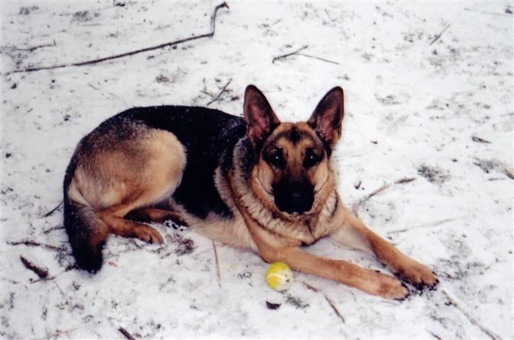 Schæferhund Tiki R.I.P. billede 1