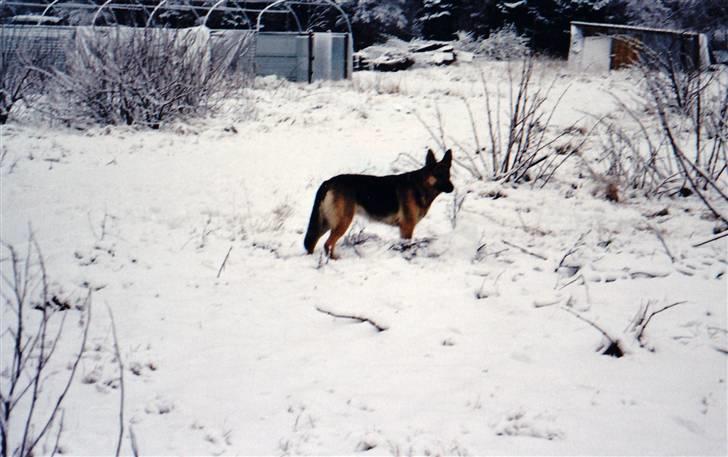 Schæferhund Tiki R.I.P. billede 2