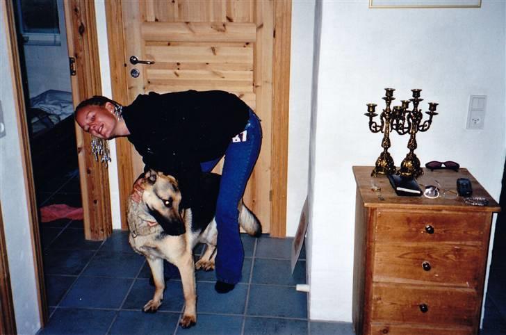 Schæferhund Tiki R.I.P. billede 3