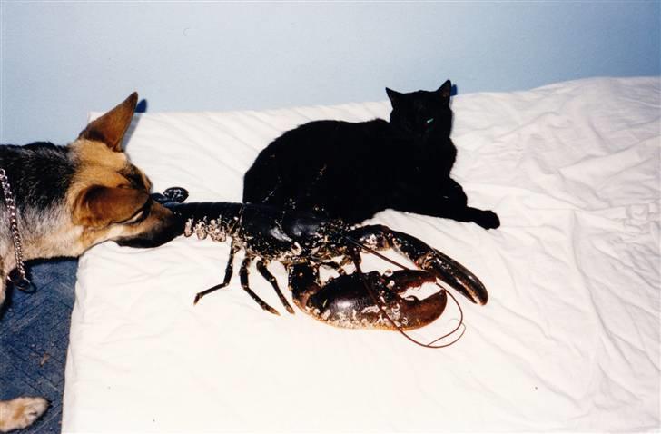 Schæferhund Tiki R.I.P. billede 4