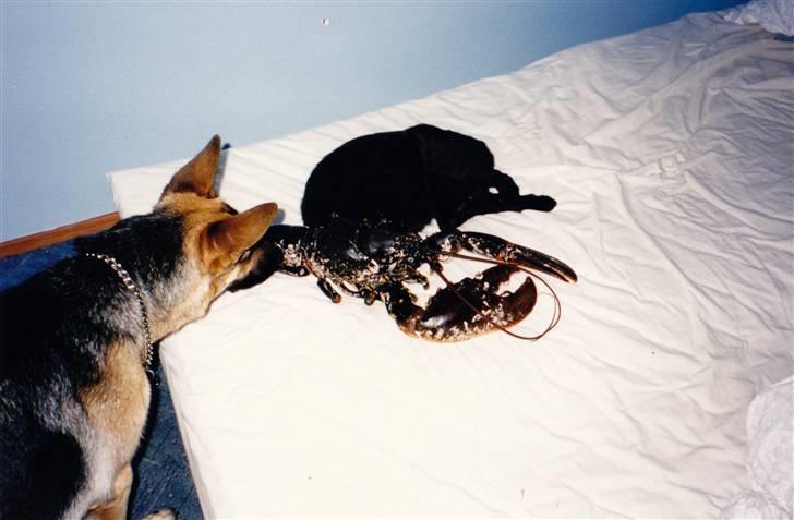 Schæferhund Tiki R.I.P. billede 5