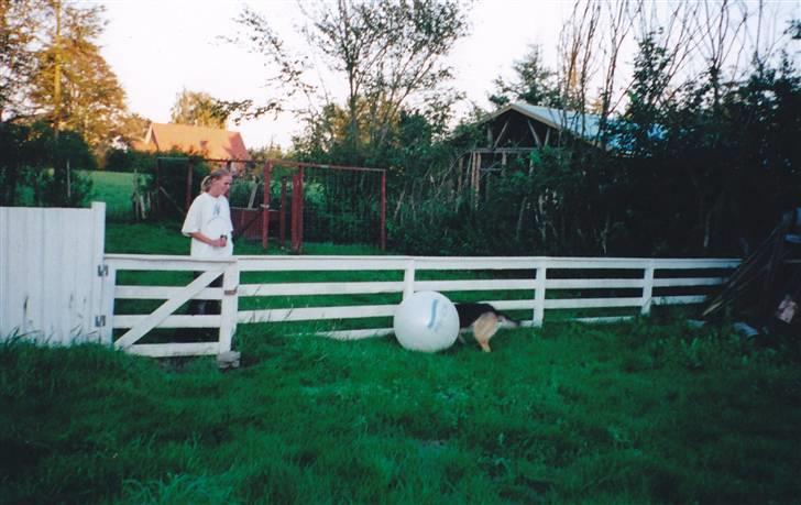 Schæferhund Tiki R.I.P. billede 6