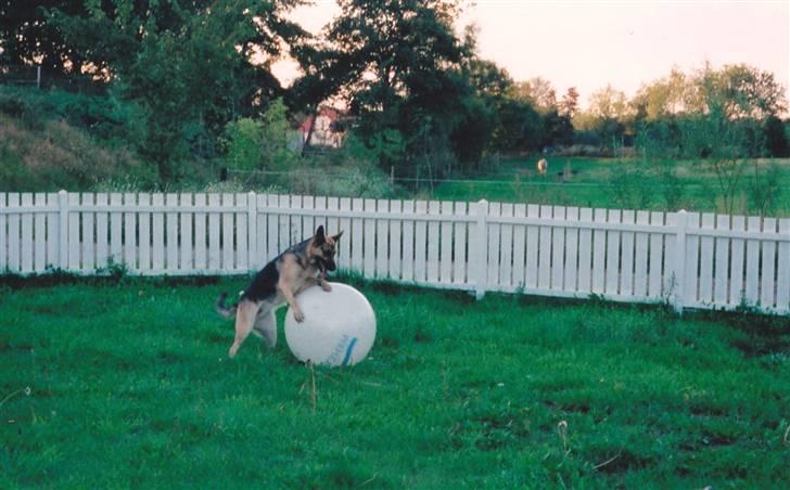 Schæferhund Tiki R.I.P. billede 7