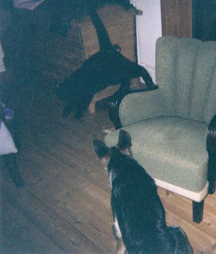 Schæferhund Tiki R.I.P. billede 8