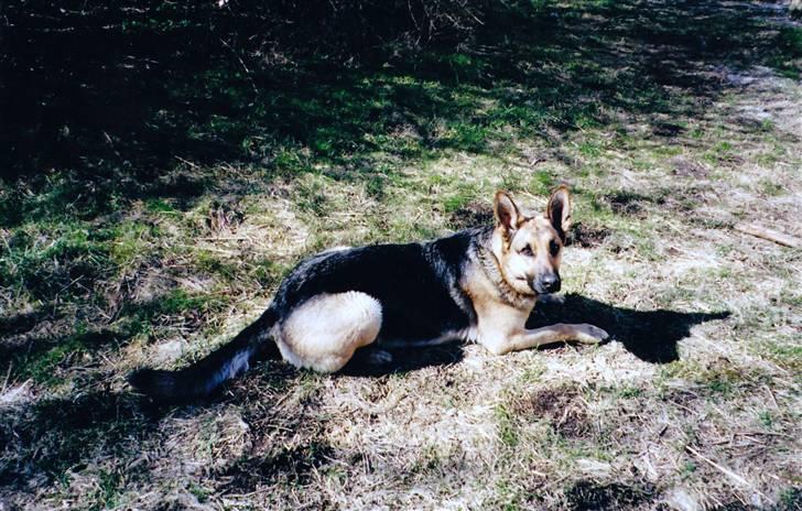 Schæferhund Tiki R.I.P. billede 9