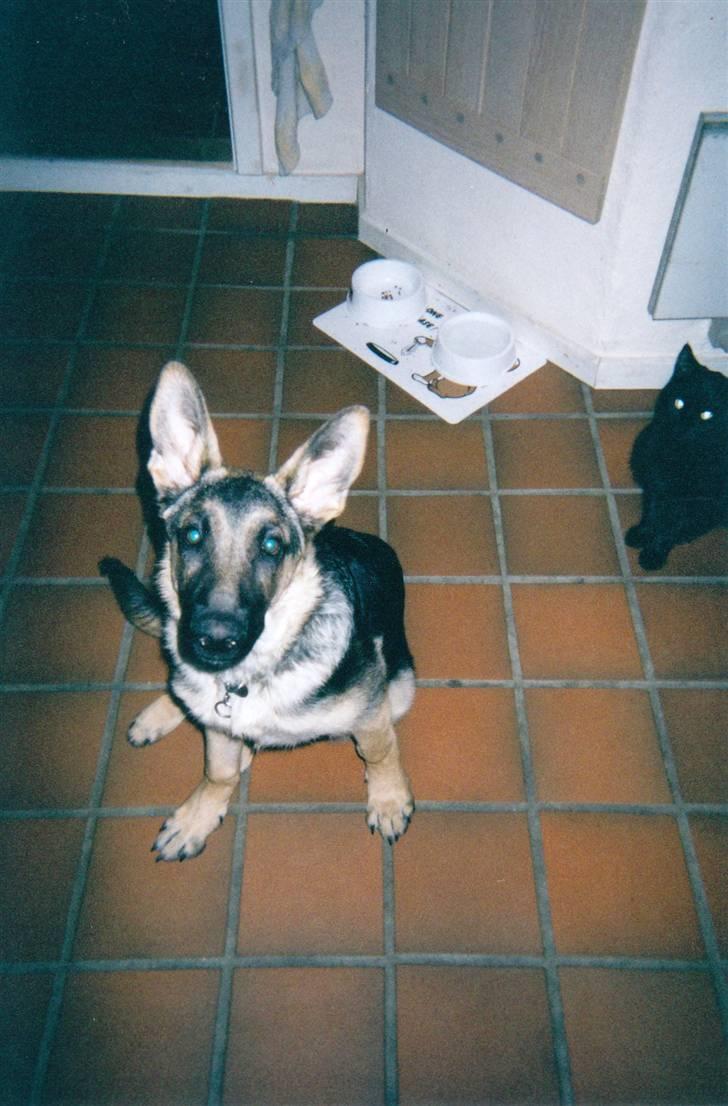 Schæferhund Tiki R.I.P. - Stadig lidt lille men hun blev hurtigt større... billede 10