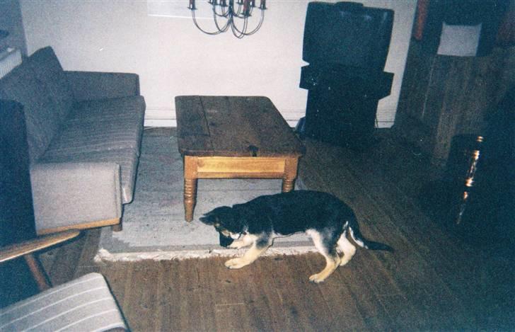 Schæferhund Tiki R.I.P. - Så lille og sød:) billede 11