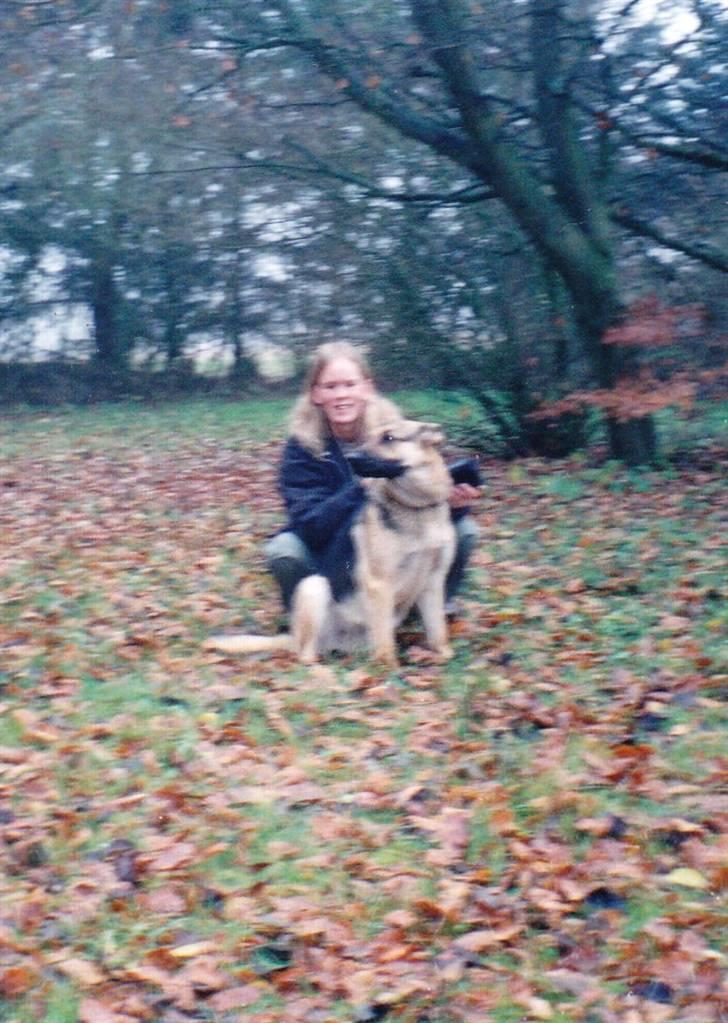 Schæferhund Tiki R.I.P. billede 12