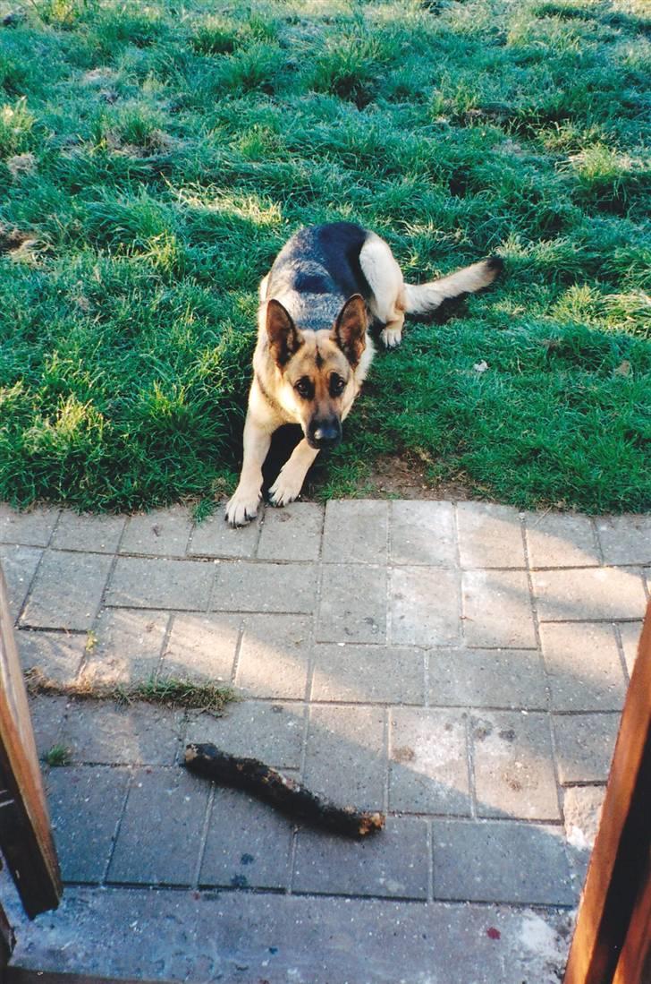 Schæferhund Tiki R.I.P. billede 13