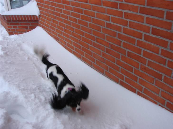 Cavalier king charles spaniel Lady - Lady ude i sneen. Januar 2010 billede 16