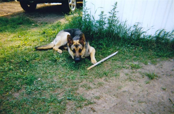 Schæferhund Tiki R.I.P. billede 14