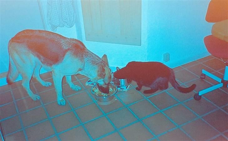 Schæferhund Tiki R.I.P. billede 15