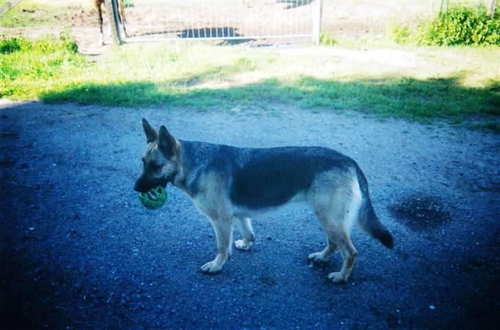 Schæferhund Tiki R.I.P. billede 16