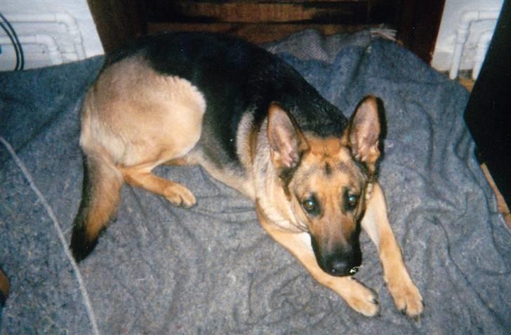 Schæferhund Tiki R.I.P. billede 17