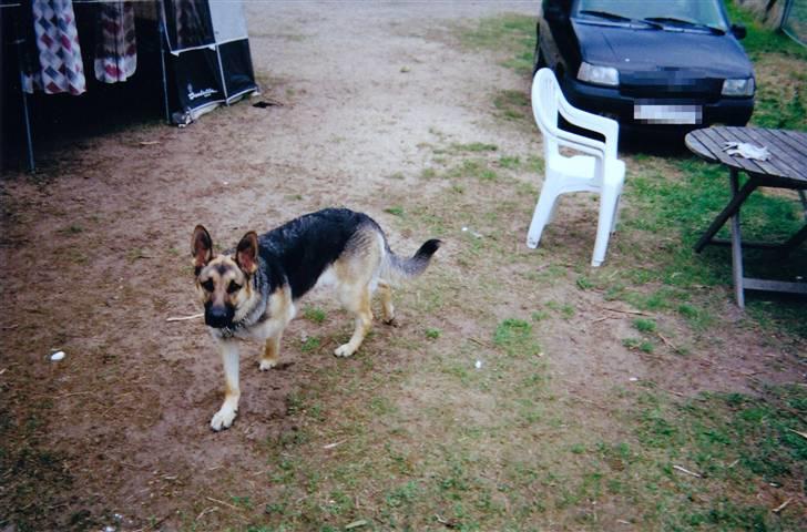 Schæferhund Tiki R.I.P. billede 18