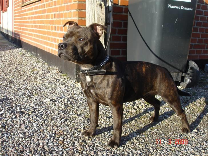 Staffordshire bull terrier Tovdal Little Angel  billede 1