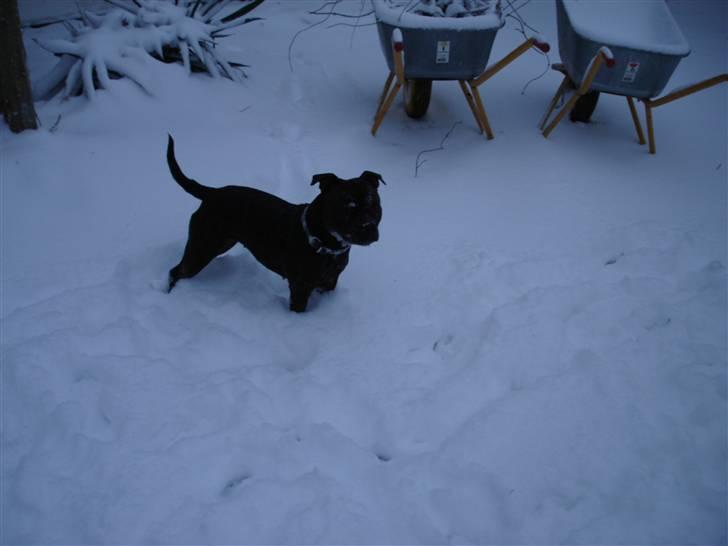 Staffordshire bull terrier Tovdal Little Angel  billede 2