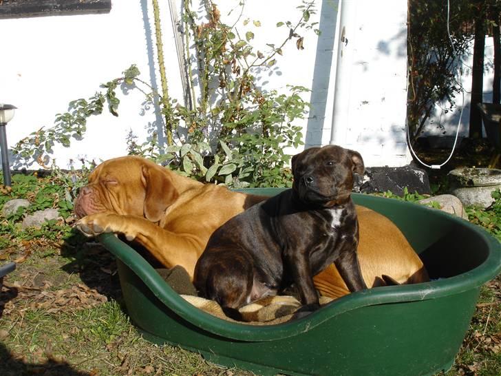 Staffordshire bull terrier Tovdal Little Angel  billede 3