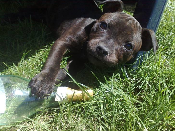 Staffordshire bull terrier Tovdal Little Angel  billede 4