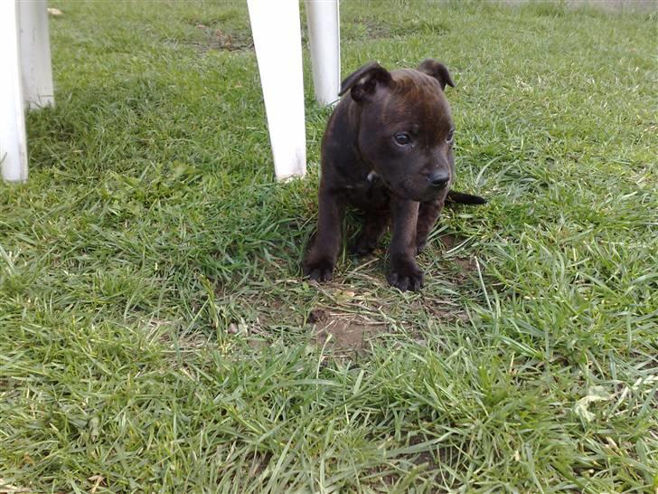 Staffordshire bull terrier Tovdal Little Angel  billede 5