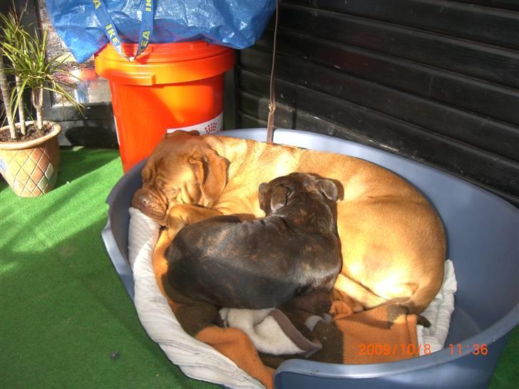 Staffordshire bull terrier Tovdal Little Angel  billede 6