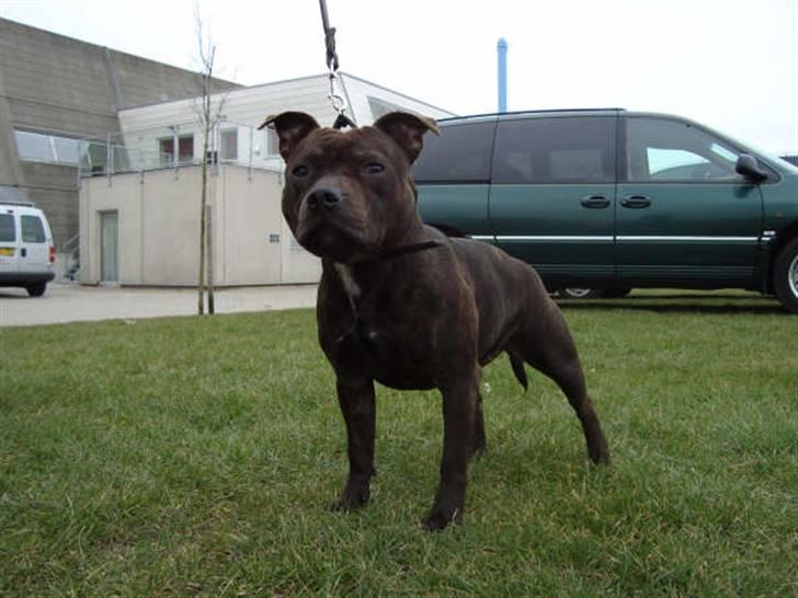 Staffordshire bull terrier Tovdal Little Angel  billede 7