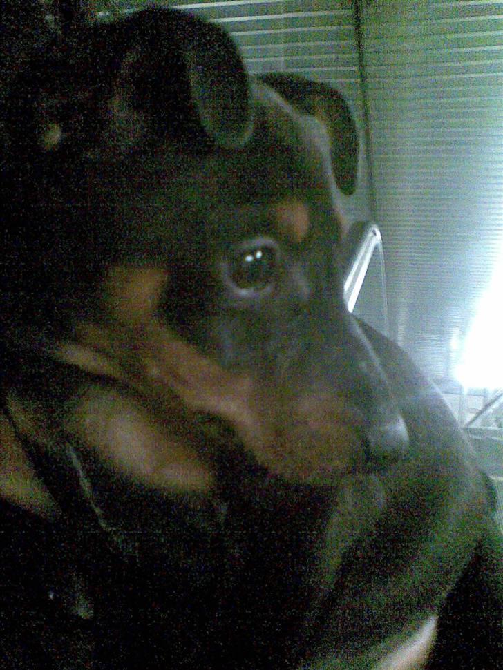 Dvaergpinscher Pappy <3  - første billed vi har taget af vores guldklump <3  billede 1