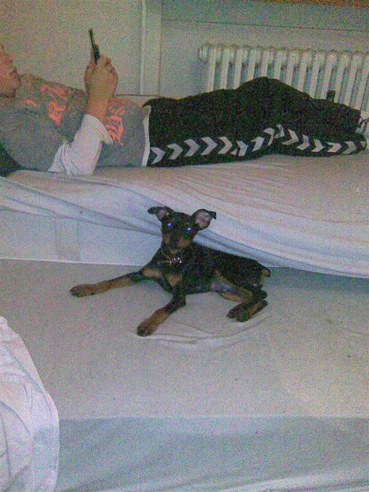 Dvaergpinscher Pappy <3  - ligger lige og chiller sammen med morbro marco :)  billede 2