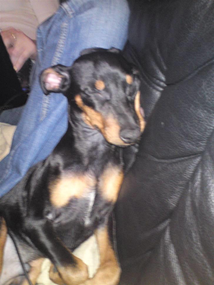 Dvaergpinscher Pappy <3  billede 3