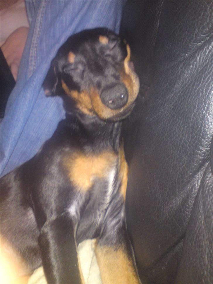 Dvaergpinscher Pappy <3  billede 4