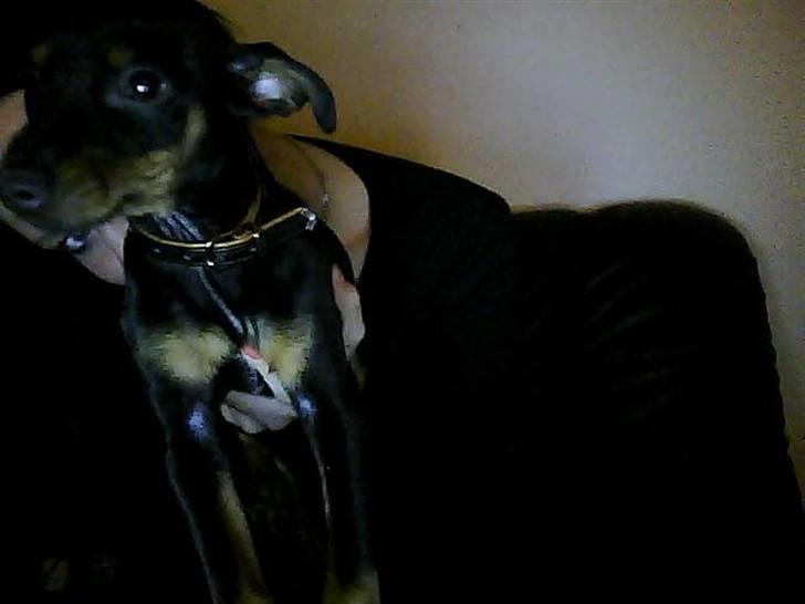 Dvaergpinscher Pappy <3  billede 5