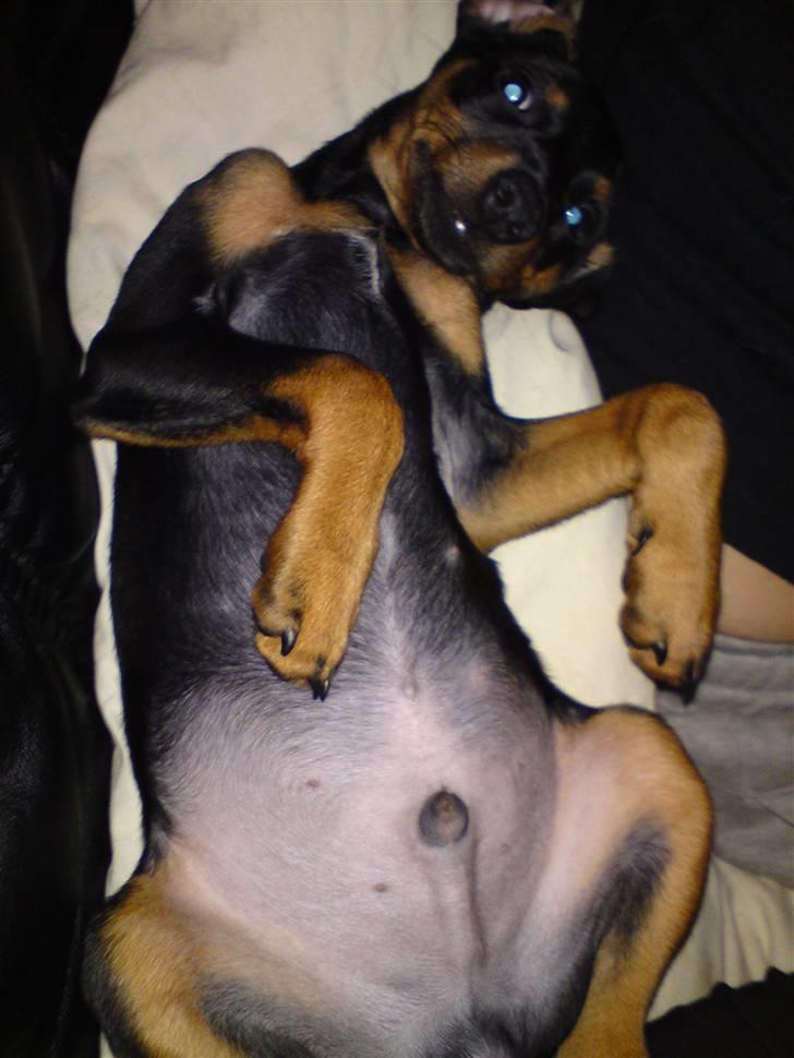 Dvaergpinscher Pappy <3  - KLØ MIG NU :D billede 6