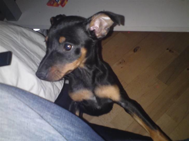 Dvaergpinscher Pappy <3  - 11 uger gammel <3 er jeg ikke bare en charmetrold ?? :) det tror jeg nok jeg er :D billede 7