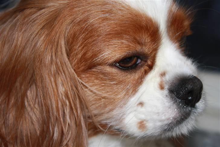 Cavalier king charles spaniel Buster R.I.P. 18/01-11 billede 7