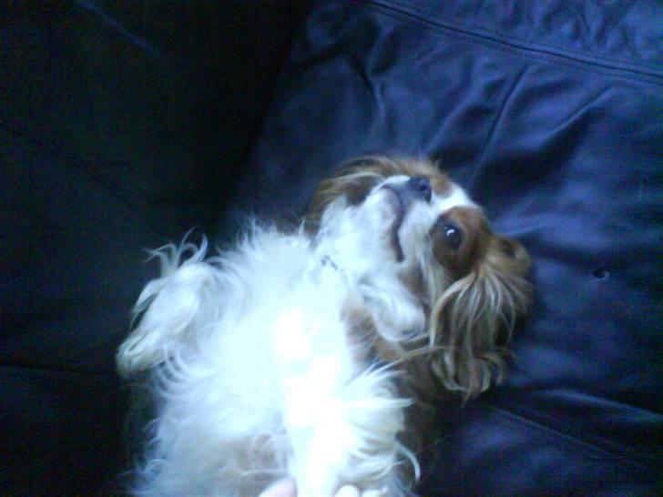 Cavalier king charles spaniel Buster R.I.P. 18/01-11 billede 8