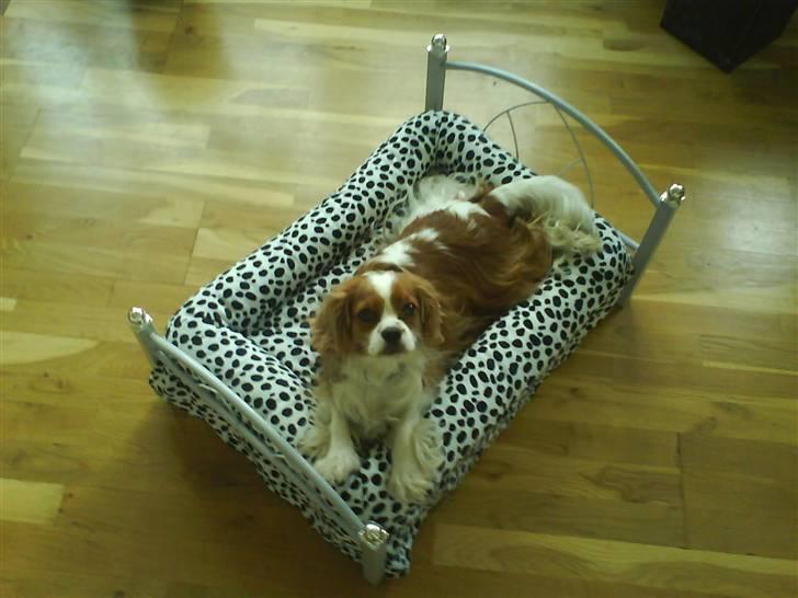 Cavalier king charles spaniel Buster R.I.P. 18/01-11 billede 9