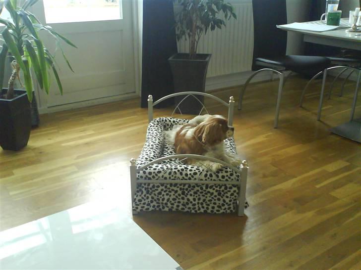 Cavalier king charles spaniel Buster R.I.P. 18/01-11 billede 10