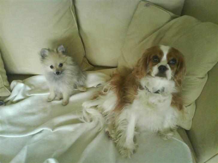 Cavalier king charles spaniel Buster R.I.P. 18/01-11 - Her er jeg sammen med min kusine Amanda da hun var helt lille:D billede 11