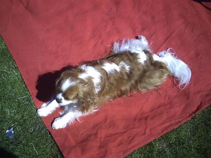 Cavalier king charles spaniel Buster R.I.P. 18/01-11 billede 12